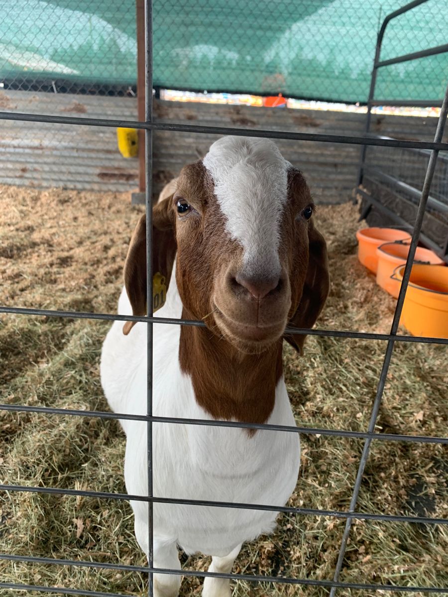Venta de carne de chivo